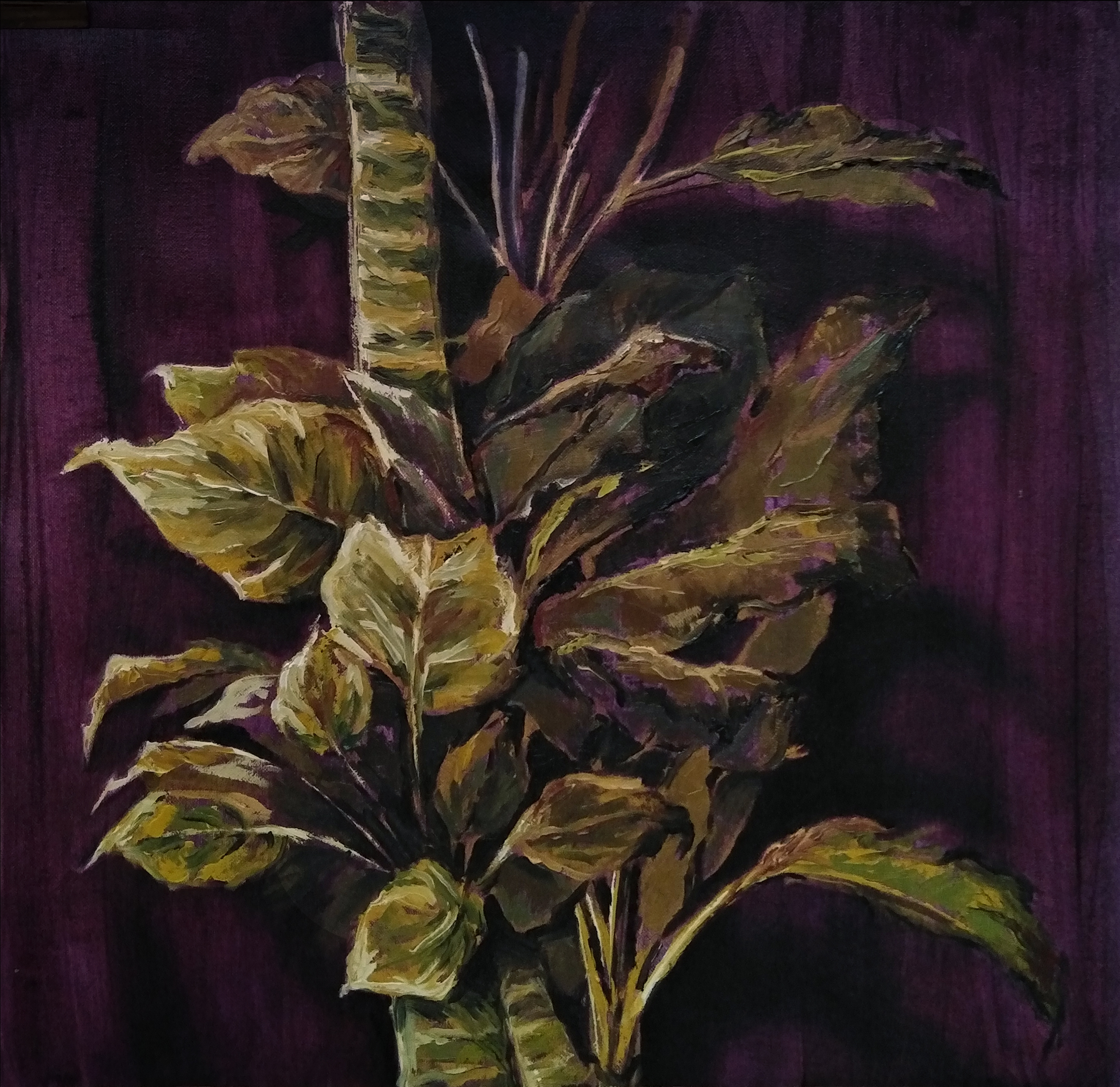 The Dieffenbachia
